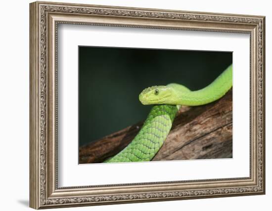 Snake-null-Framed Photographic Print