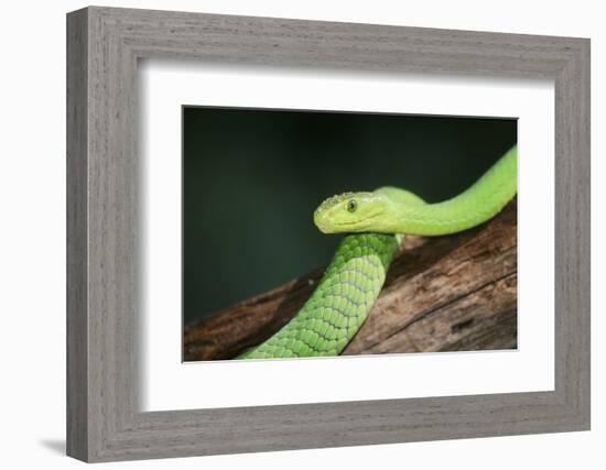 Snake-null-Framed Photographic Print