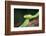 Snake-null-Framed Photographic Print