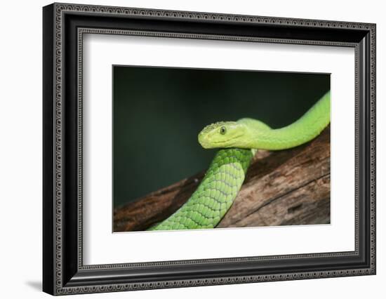 Snake-null-Framed Photographic Print