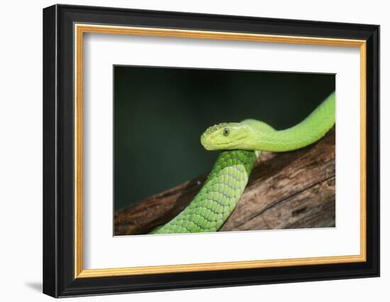 Snake-null-Framed Photographic Print