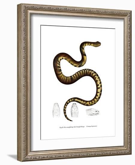 Snake-null-Framed Giclee Print