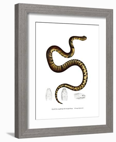 Snake-null-Framed Giclee Print