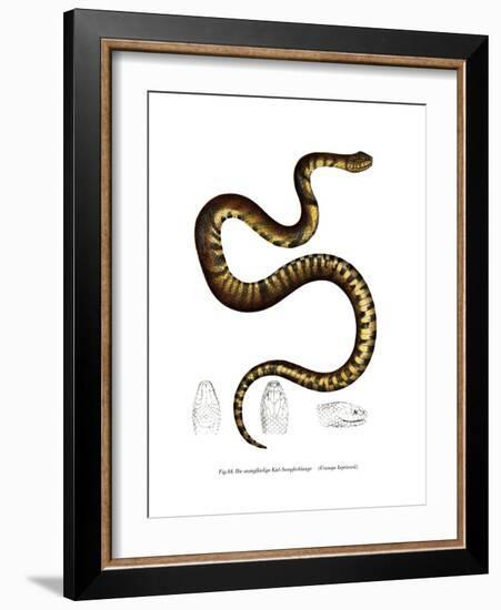 Snake-null-Framed Giclee Print