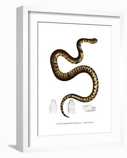 Snake-null-Framed Giclee Print