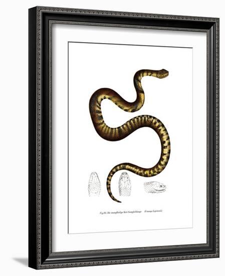 Snake-null-Framed Giclee Print