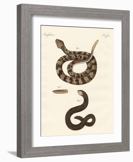 Snake-null-Framed Giclee Print