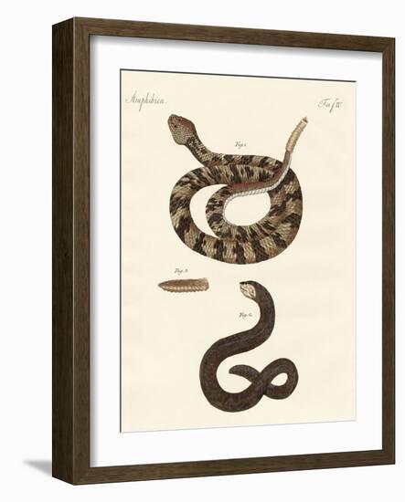 Snake-null-Framed Giclee Print