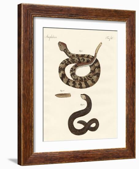 Snake-null-Framed Giclee Print