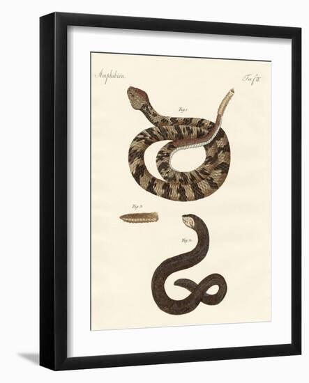 Snake-null-Framed Giclee Print