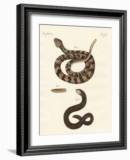 Snake-null-Framed Giclee Print