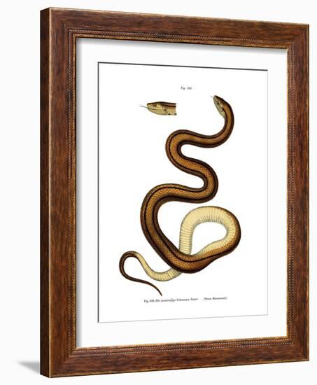 Snake-null-Framed Giclee Print