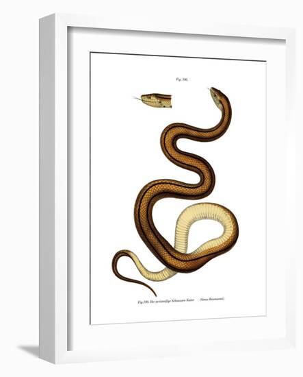 Snake-null-Framed Giclee Print