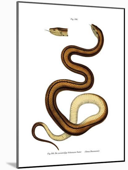 Snake-null-Mounted Giclee Print
