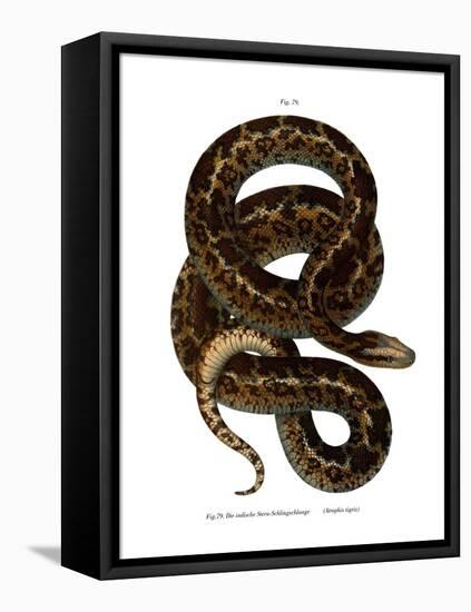 Snake-null-Framed Premier Image Canvas