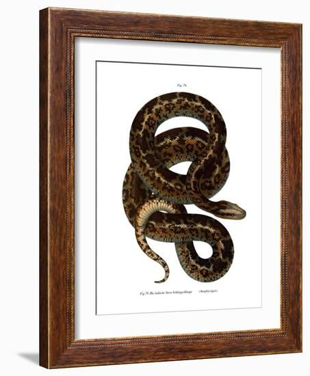 Snake-null-Framed Giclee Print