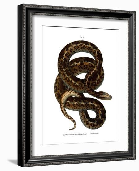 Snake-null-Framed Giclee Print