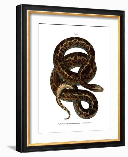 Snake-null-Framed Giclee Print