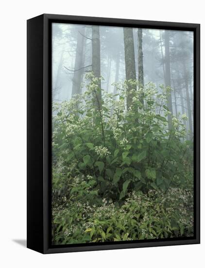 Snakeroot and Asters, Great Smoky Mountains National Park, Tennessee, USA-Adam Jones-Framed Premier Image Canvas