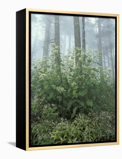 Snakeroot and Asters, Great Smoky Mountains National Park, Tennessee, USA-Adam Jones-Framed Premier Image Canvas