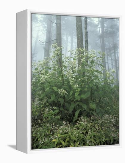 Snakeroot and Asters, Great Smoky Mountains National Park, Tennessee, USA-Adam Jones-Framed Premier Image Canvas