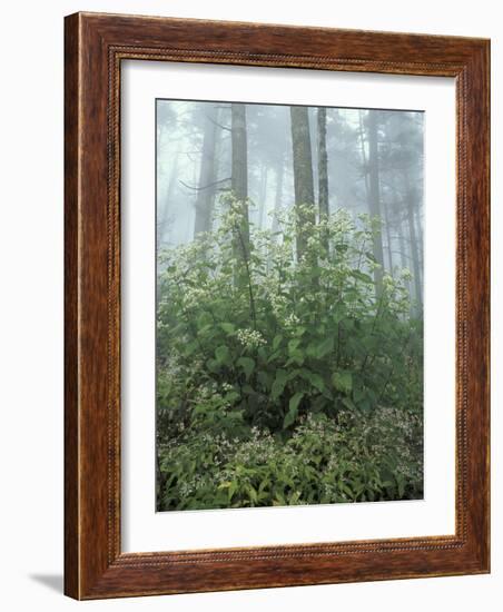 Snakeroot and Asters, Great Smoky Mountains National Park, Tennessee, USA-Adam Jones-Framed Photographic Print