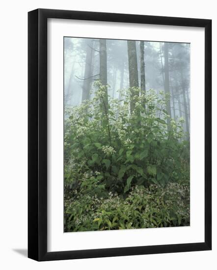 Snakeroot and Asters, Great Smoky Mountains National Park, Tennessee, USA-Adam Jones-Framed Photographic Print