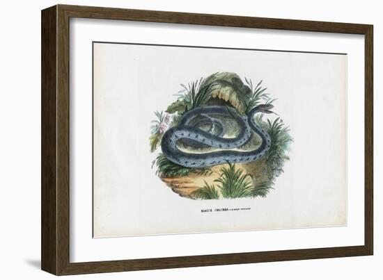 Snakes, 1863-79-Raimundo Petraroja-Framed Giclee Print