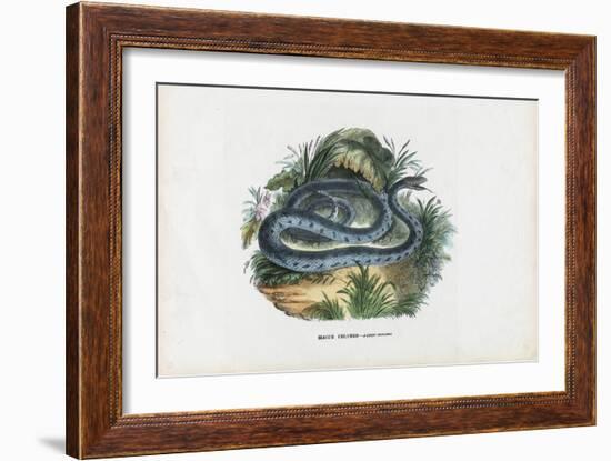 Snakes, 1863-79-Raimundo Petraroja-Framed Giclee Print