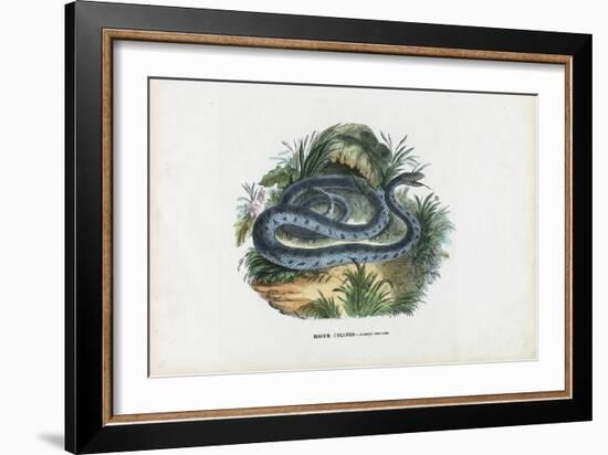 Snakes, 1863-79-Raimundo Petraroja-Framed Giclee Print