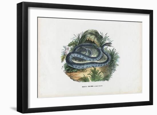 Snakes, 1863-79-Raimundo Petraroja-Framed Giclee Print