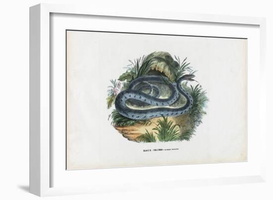 Snakes, 1863-79-Raimundo Petraroja-Framed Giclee Print