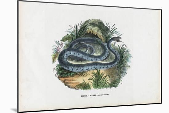 Snakes, 1863-79-Raimundo Petraroja-Mounted Giclee Print