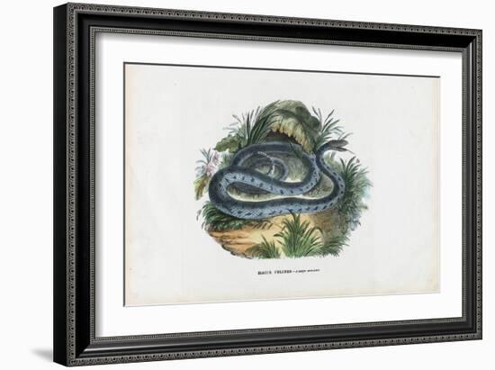 Snakes, 1863-79-Raimundo Petraroja-Framed Giclee Print