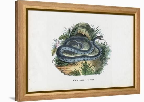 Snakes, 1863-79-Raimundo Petraroja-Framed Premier Image Canvas