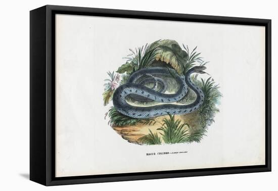 Snakes, 1863-79-Raimundo Petraroja-Framed Premier Image Canvas