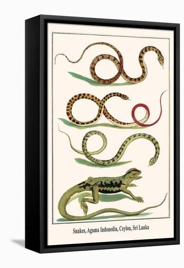 Snakes, Agama Indonedia, Ceylon, Sri Lanka-Albertus Seba-Framed Stretched Canvas