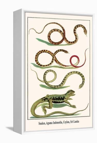 Snakes, Agama Indonedia, Ceylon, Sri Lanka-Albertus Seba-Framed Stretched Canvas