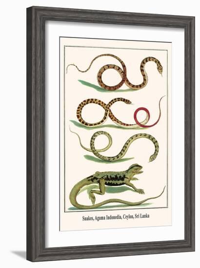 Snakes, Agama Indonedia, Ceylon, Sri Lanka-Albertus Seba-Framed Art Print