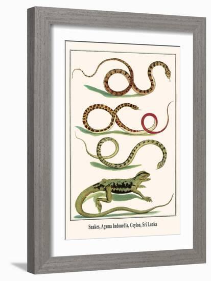 Snakes, Agama Indonedia, Ceylon, Sri Lanka-Albertus Seba-Framed Art Print