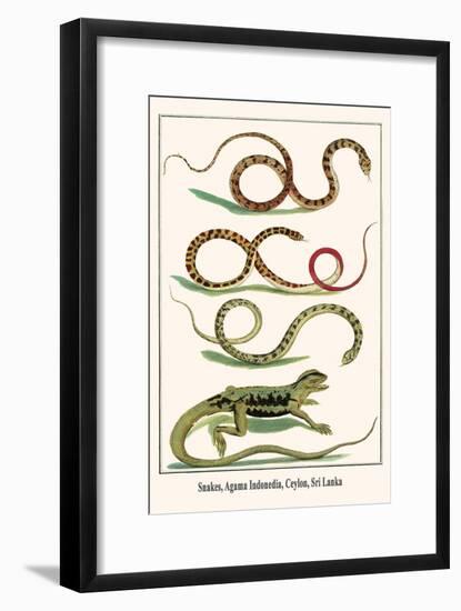 Snakes, Agama Indonedia, Ceylon, Sri Lanka-Albertus Seba-Framed Art Print