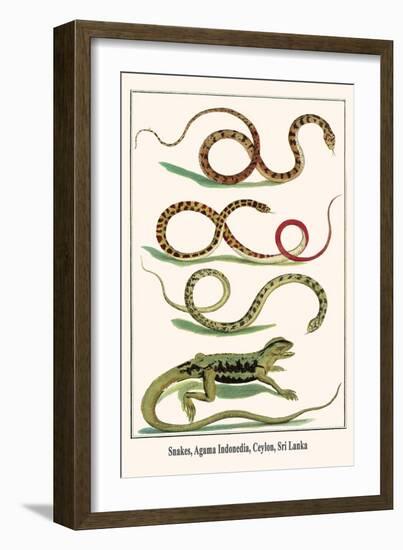 Snakes, Agama Indonedia, Ceylon, Sri Lanka-Albertus Seba-Framed Art Print