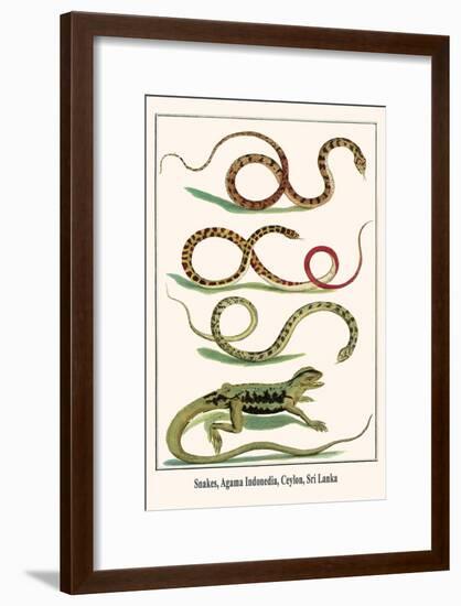 Snakes, Agama Indonedia, Ceylon, Sri Lanka-Albertus Seba-Framed Art Print