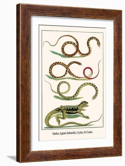 Snakes, Agama Indonedia, Ceylon, Sri Lanka-Albertus Seba-Framed Art Print