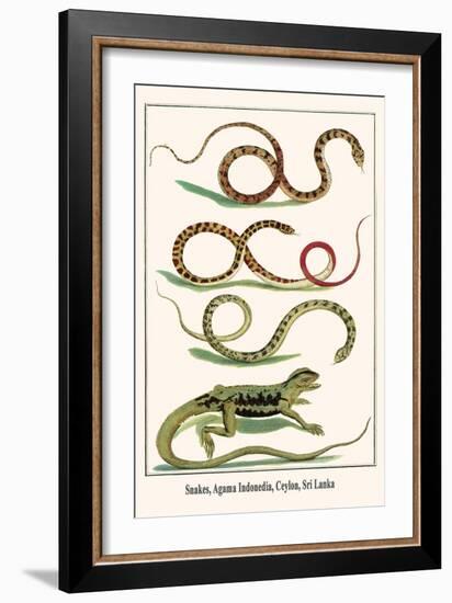 Snakes, Agama Indonedia, Ceylon, Sri Lanka-Albertus Seba-Framed Art Print