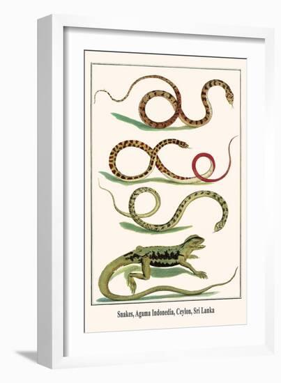 Snakes, Agama Indonedia, Ceylon, Sri Lanka-Albertus Seba-Framed Art Print