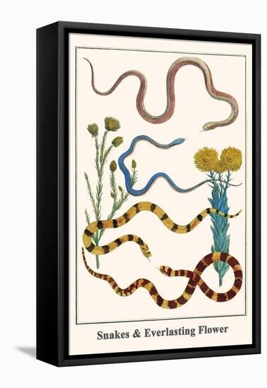 Snakes and Everlasting Flower-Albertus Seba-Framed Stretched Canvas