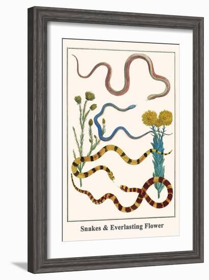 Snakes and Everlasting Flower-Albertus Seba-Framed Art Print