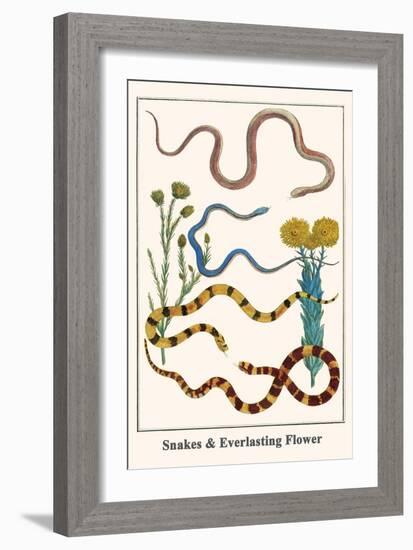 Snakes and Everlasting Flower-Albertus Seba-Framed Art Print