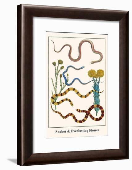 Snakes and Everlasting Flower-Albertus Seba-Framed Art Print